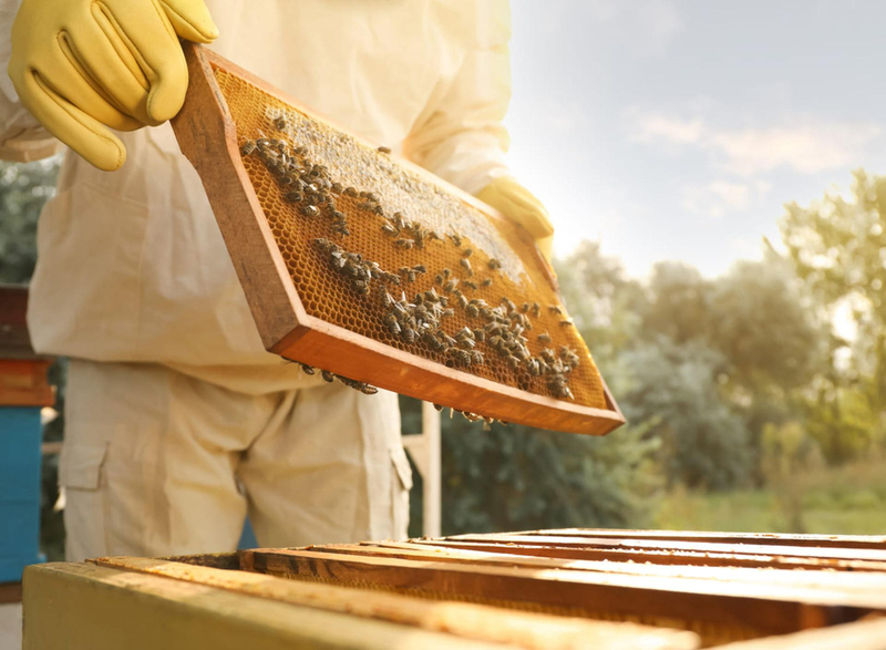 Какой лучше выбрать размер пчелиной рамки? ➤ Интернет-магазин Vashapasika